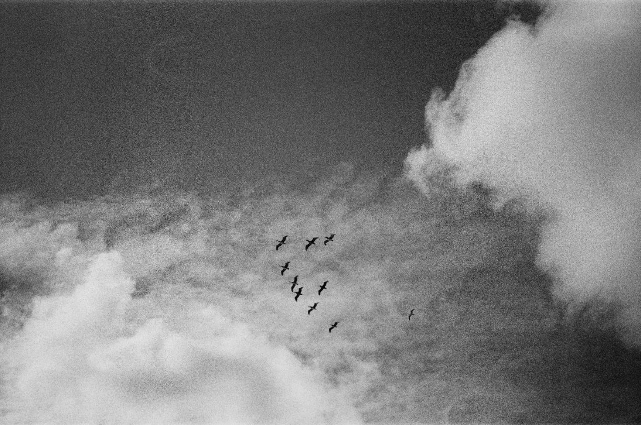 Birds in sky in California